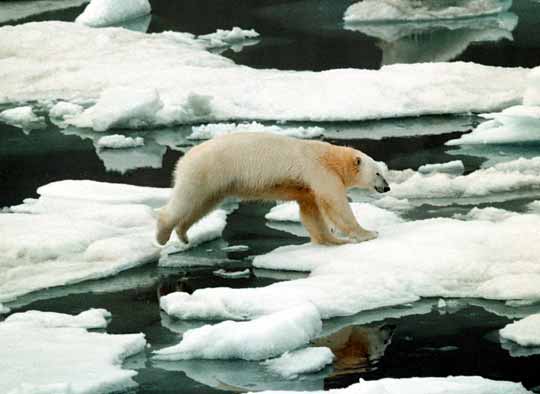 Polar Bear